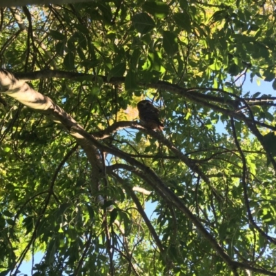 Ninox boobook (Southern Boobook) at Bowral, NSW - 10 Apr 2019 by KarenG