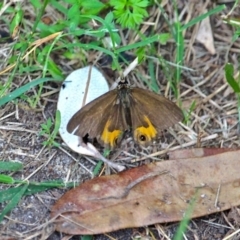 Hypocysta metirius (Brown Ringlet) at Corunna, NSW - 22 Apr 2019 by RossMannell