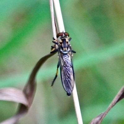 Ommatius sp. (Common yellow robber fly) at Corunna, NSW - 22 Apr 2019 by RossMannell