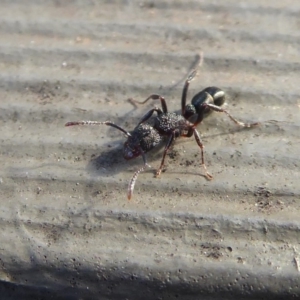 Rhytidoponera tasmaniensis at Hackett, ACT - 26 Jun 2019