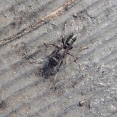 Rhytidoponera tasmaniensis at Hackett, ACT - 26 Jun 2019