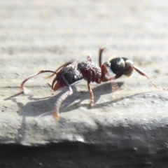 Rhytidoponera tasmaniensis at Hackett, ACT - 26 Jun 2019 12:26 PM