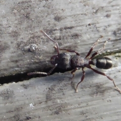 Rhytidoponera tasmaniensis at Hackett, ACT - 26 Jun 2019