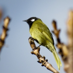 Nesoptilotis leucotis at Corrowong, NSW - 16 Jun 2019