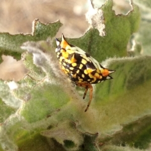 Austracantha minax at Corrowong, NSW - 8 Feb 2019