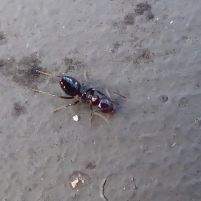 Crematogaster sp. (genus) (Acrobat ant, Cocktail ant) at Hackett, ACT - 26 Jun 2019 by Christine