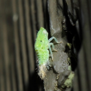 Siphanta acuta at Hackett, ACT - 27 Jun 2019 12:04 PM