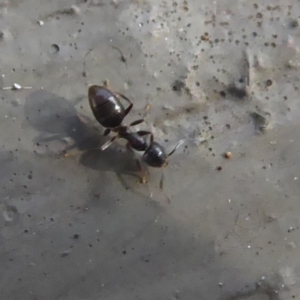 Technomyrmex sp. (genus) at Hackett, ACT - 26 Jun 2019 12:31 PM