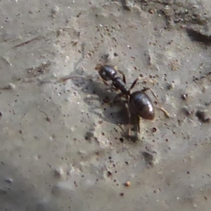 Technomyrmex sp. (genus) at Hackett, ACT - 26 Jun 2019 12:31 PM