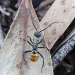 Polyrhachis ammon (Golden-spined Ant, Golden Ant) at Acton, ACT - 26 Jun 2019 by Christine