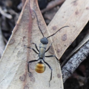 Polyrhachis ammon at Acton, ACT - 26 Jun 2019 12:46 PM