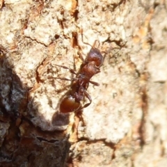 Epopostruma sp. (genus) at Acton, ACT - 26 Jun 2019 12:55 PM