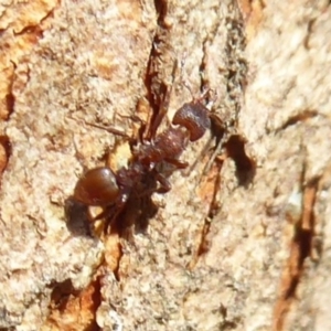 Epopostruma sp. (genus) at Acton, ACT - 26 Jun 2019 12:55 PM