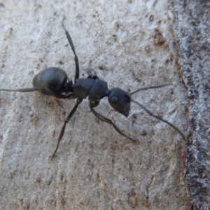 Polyrhachis phryne at Acton, ACT - 26 Jun 2019