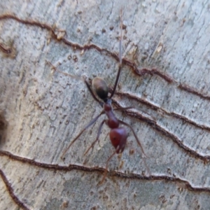 Iridomyrmex purpureus at Acton, ACT - 26 Jun 2019