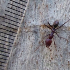 Iridomyrmex purpureus at Acton, ACT - 26 Jun 2019