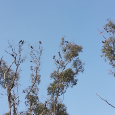 Alisterus scapularis (Australian King-Parrot) at Campbell, ACT - 27 Jun 2019 by Kym