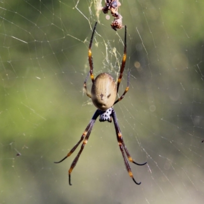 Nephila plumipes (Humped golden orb-weaver) at Bournda, NSW - 24 Jun 2019 by RossMannell