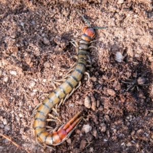 Cormocephalus aurantiipes at Paddys River, ACT - 27 Jun 2019