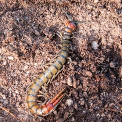 Cormocephalus aurantiipes (Orange-legged Centipede) at Tidbinbilla Nature Reserve - 27 Jun 2019 by SWishart