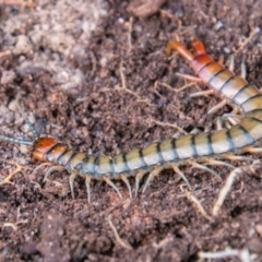 Cormocephalus aurantiipes at Paddys River, ACT - 27 Jun 2019 01:34 PM