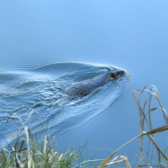 Hydromys chrysogaster (Rakali or Water Rat) at Acton, ACT - 27 Jun 2019 by CorinPennock