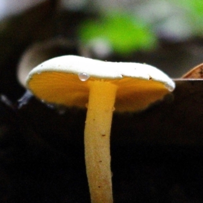 Unidentified Cup or disk - with no 'eggs' at South Wolumla, NSW - 17 Jun 2019 by RossMannell