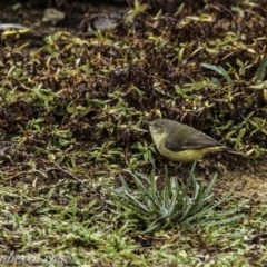 Acanthiza reguloides at Molonglo River Reserve - 16 Jun 2019 08:25 AM