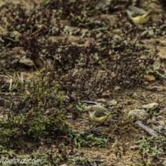 Acanthiza reguloides at Molonglo River Reserve - 16 Jun 2019 08:25 AM