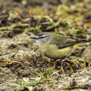 Acanthiza chrysorrhoa at Molonglo River Reserve - 16 Jun 2019