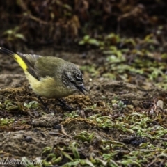 Acanthiza chrysorrhoa at Molonglo River Reserve - 16 Jun 2019 08:31 AM