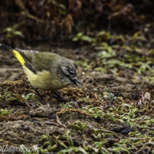 Acanthiza chrysorrhoa at Molonglo River Reserve - 16 Jun 2019 08:31 AM