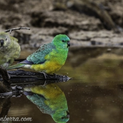 Psephotus haematonotus (Red-rumped Parrot) at Molonglo River Reserve - 15 Jun 2019 by BIrdsinCanberra