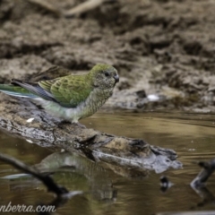 Psephotus haematonotus at Molonglo River Reserve - 16 Jun 2019 08:32 AM