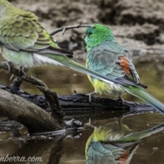 Psephotus haematonotus at Molonglo River Reserve - 16 Jun 2019 08:32 AM