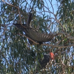 Callocephalon fimbriatum (Gang-gang Cockatoo) at Hughes, ACT - 26 Jun 2019 by JackyF