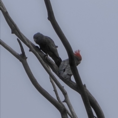 Callocephalon fimbriatum (Gang-gang Cockatoo) at Hughes, ACT - 25 Jun 2019 by JackyF