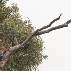 Callocephalon fimbriatum (Gang-gang Cockatoo) at Hughes, ACT - 25 Jun 2019 by JackyF