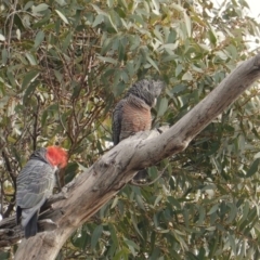 Callocephalon fimbriatum at Hughes, ACT - suppressed