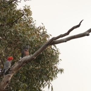 Callocephalon fimbriatum at Hughes, ACT - suppressed