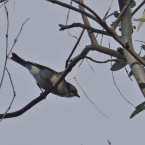 Pachycephala pectoralis at Deakin, ACT - 27 Jun 2019