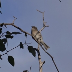 Pachycephala pectoralis at Deakin, ACT - 27 Jun 2019 03:30 PM