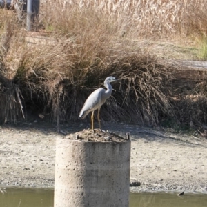 Egretta novaehollandiae at Phillip, ACT - 25 Jun 2019