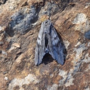 Capusa (genus) at Hughes, ACT - 27 Jun 2019 09:25 AM