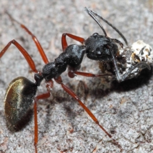 Camponotus suffusus at Hackett, ACT - 20 Jun 2019