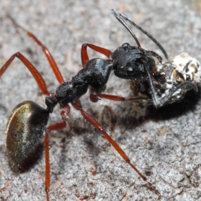 Camponotus suffusus (Golden-tailed sugar ant) at Hackett, ACT - 20 Jun 2019 by TimL