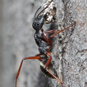 Camponotus suffusus at Hackett, ACT - 20 Jun 2019