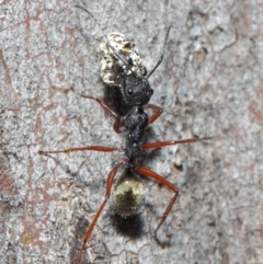 Camponotus suffusus at Hackett, ACT - 20 Jun 2019 12:47 PM