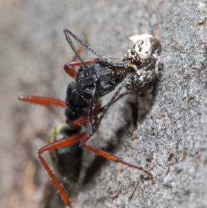 Camponotus suffusus at Hackett, ACT - 20 Jun 2019 12:47 PM