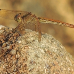 Diplacodes haematodes (Scarlet Percher) at Tuggeranong DC, ACT - 3 Apr 2019 by michaelb